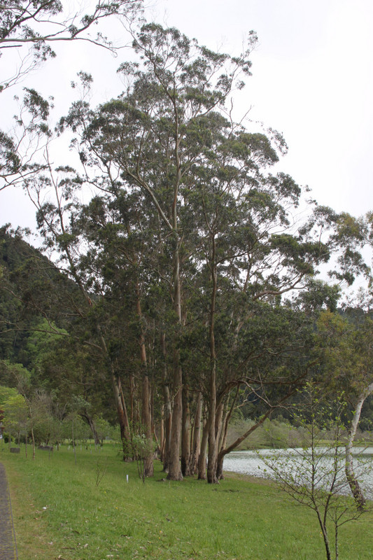 eucalyptus trees