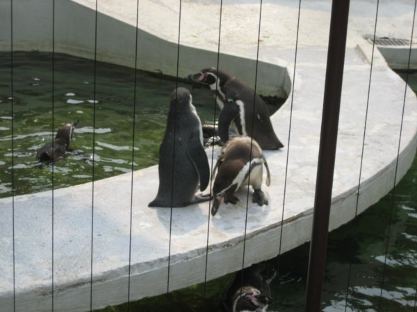 Doubutsumae Koen Zoo