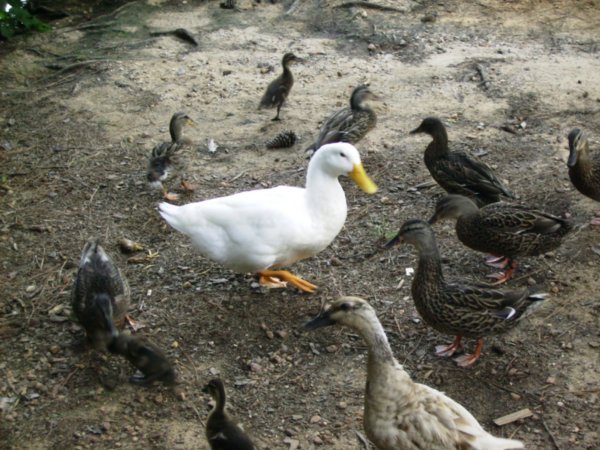 Ducks!
