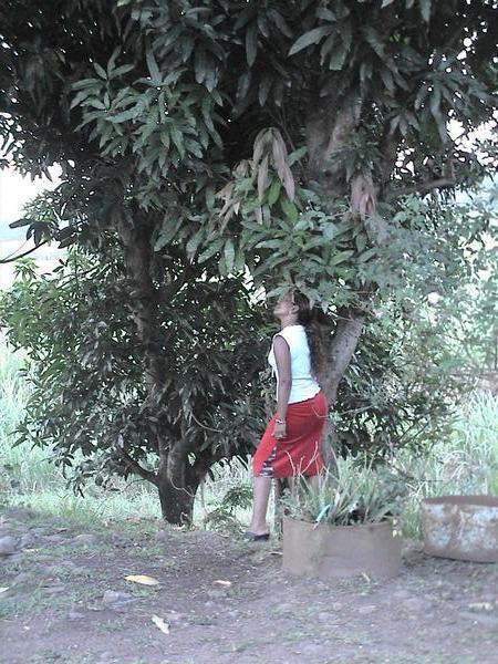 vee under the mango tree