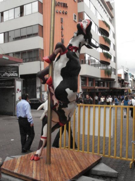 Pole dancing Cow with g string
