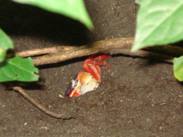 The first crab sighting