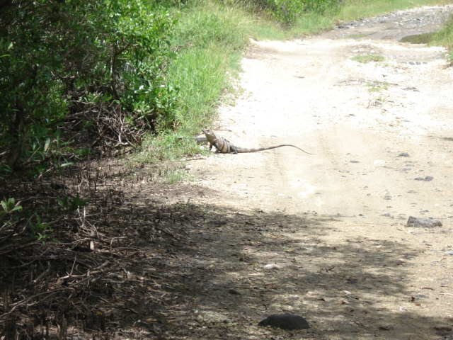 The first large iguana
