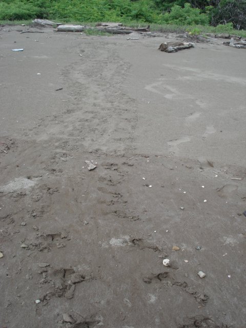 Turtle tracks to the nest