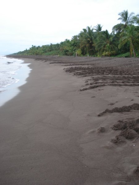 turtle tracks cover the beach