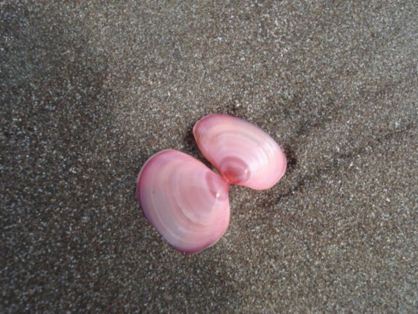 Pink shells 