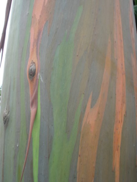 colourful bark on the trees at arenal