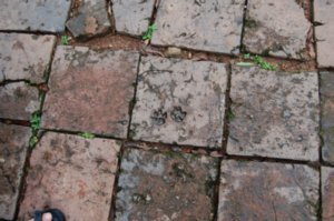 Even dogs ran across wet clay tiles 150 years ago