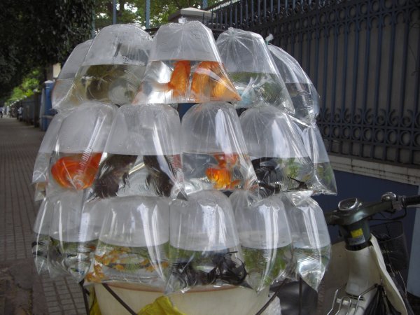 Mobile fish sales!