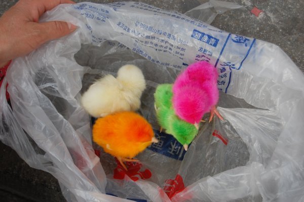 coloured chickens in a bag