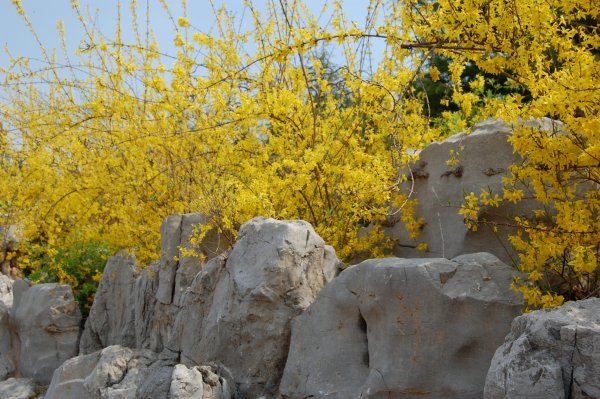 spring in Shandong