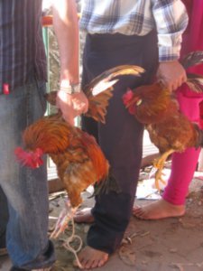 chickens to the slaughter...Kali temple Khatmandu