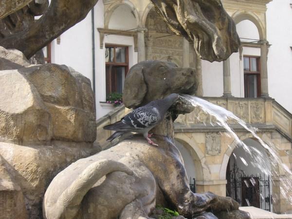Pigeon drinking from statue