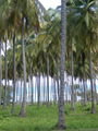 a sea of palms
