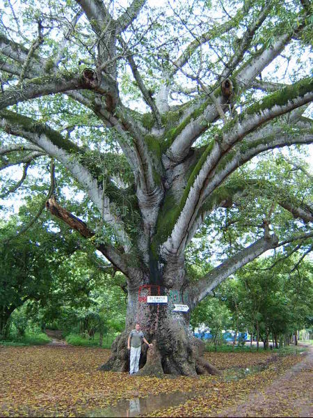 Ceiba - the meeting spot in our village