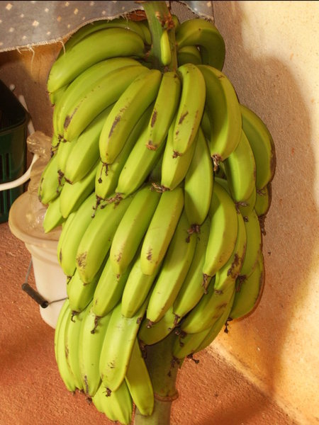 Bananas at home