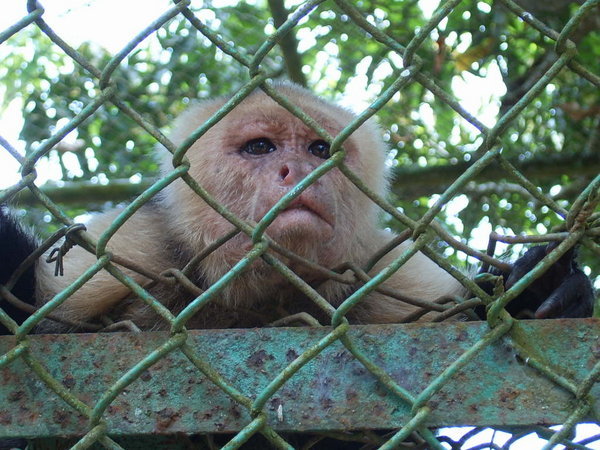A sad face in Panama's zoo