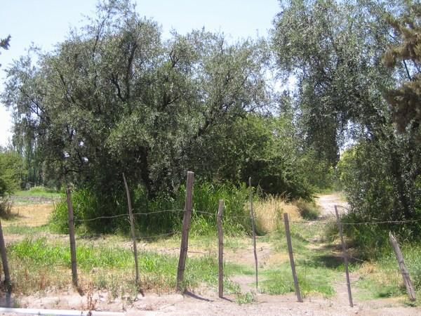 Olive trees, Mendoza