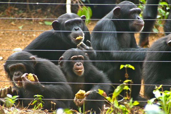 Tacugama Chimpanzee Sanctuary 