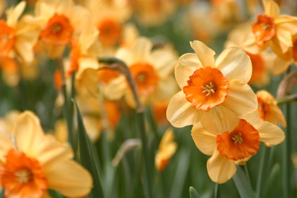 Narcissus "Ambergate"