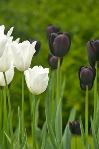 Tulips "White Triumphator" & "Queen of Night"