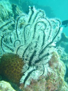 feather star