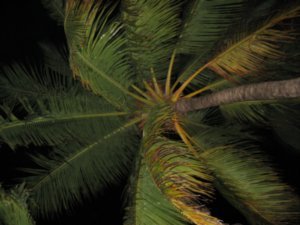 palm tree at night