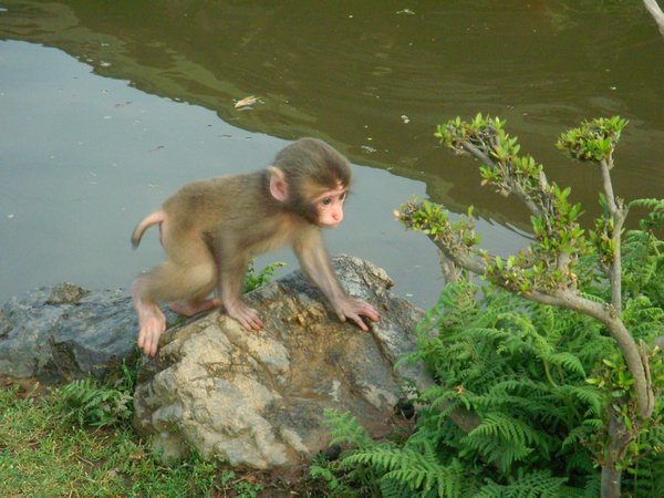 Baby monkey SO CUTE!
