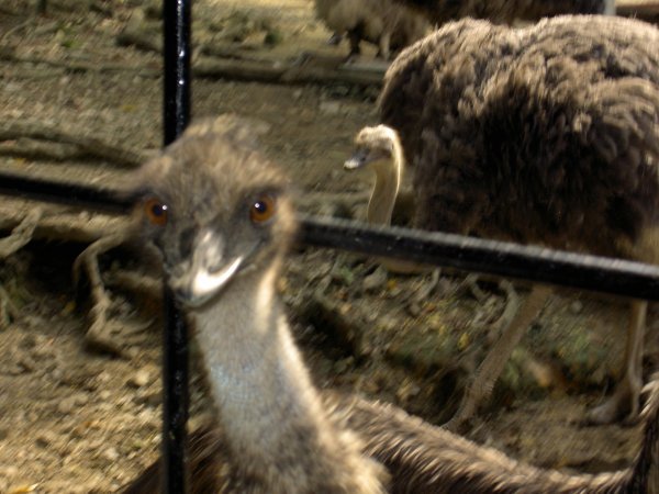 emus are evil
