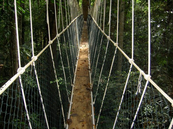 canopy bridge