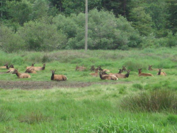 elk sighting!