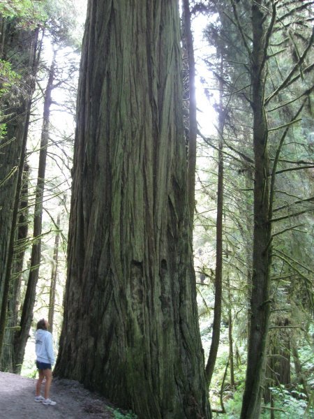redwoods!