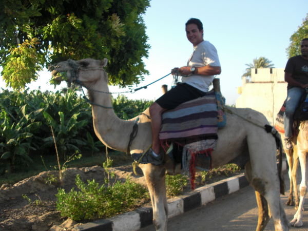 A smaller camel than in Cairo