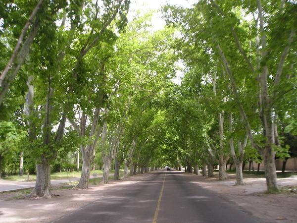 Tree Lined Avenues Of San Rafael