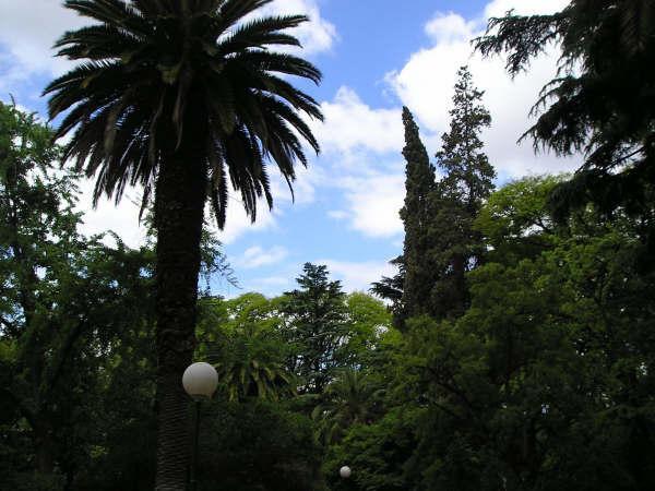 The Trees Of Plaza Italia