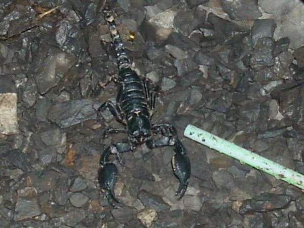 scorpion zoom