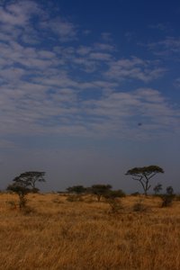 Serengetı 20