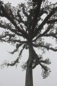 Awesome Tree at Tikal