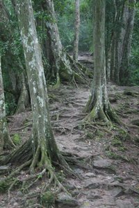 Awesome Roots at Tikal