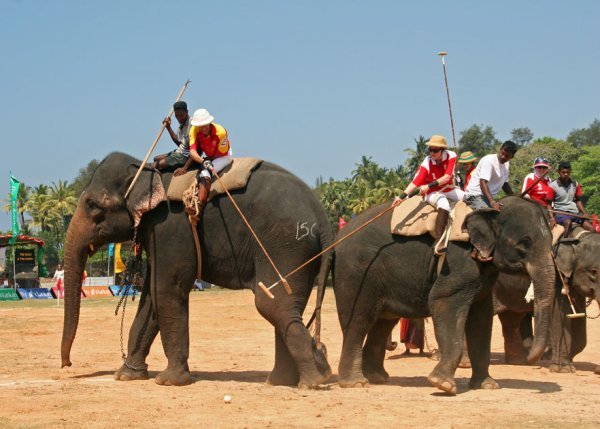 Elephant Polo at Galle