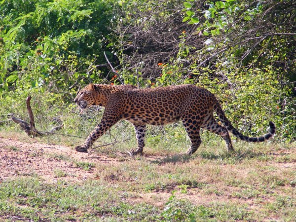 Yala leopard
