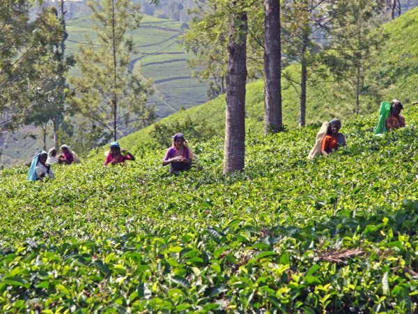Afternoon shift on the tea plantatios