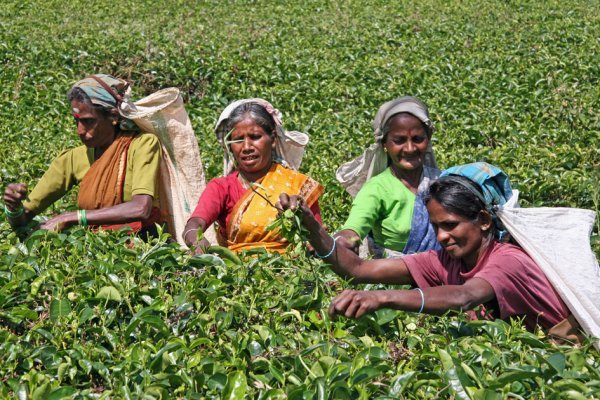 Tamil tea pickers