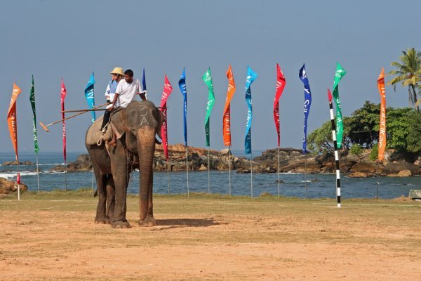 Elephant Polo Competition