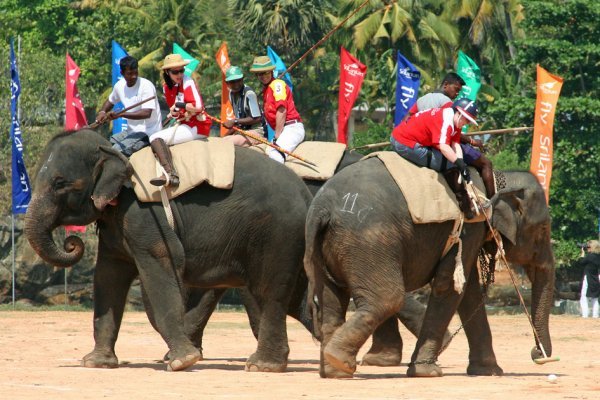 Elephant Polo Competition