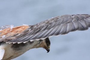 Red-backed Hawk, female