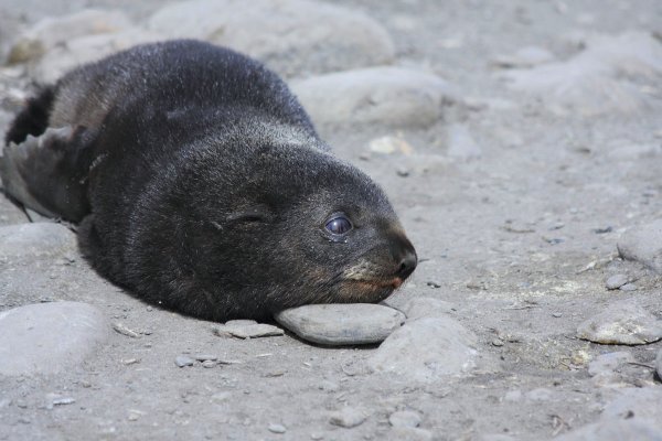 Fur Seal pup