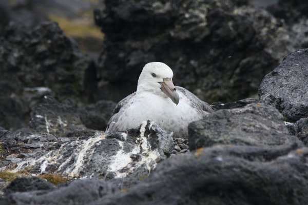 Southern Giant Petrel at nest