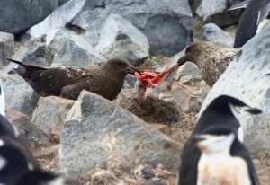 Subantarctic Skuas tear apart a Chinstrap chick