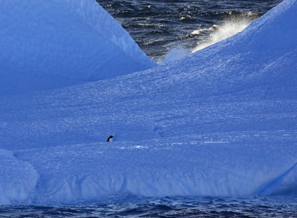 Blue iceberg and Gentoo Penguin